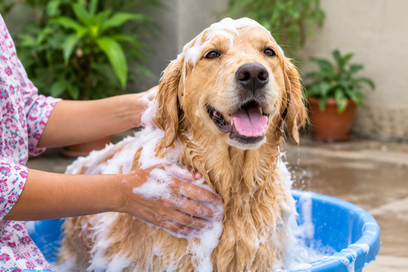 Happy dog getting a bath with dog shampoo at home