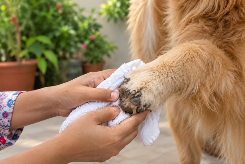 Pet parent wiping a dog's paw with a towel after a walk